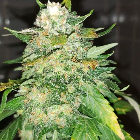 King Tut #3 Fem growlog timeline photo