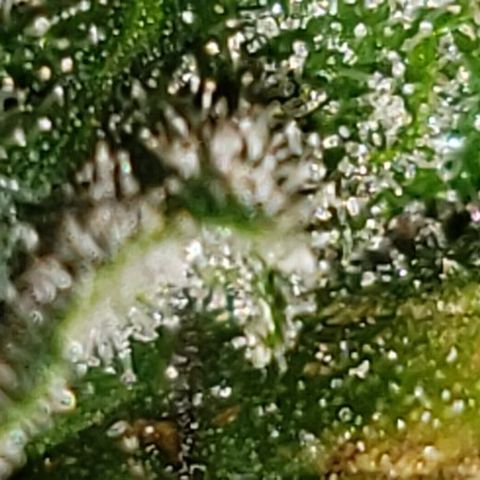 King Tut #3 Fem growlog timeline photo