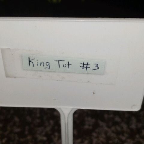 King Tut #3 Fem growlog timeline photo