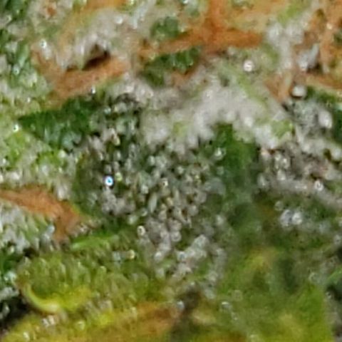 King Tut #3 Fem growlog timeline photo