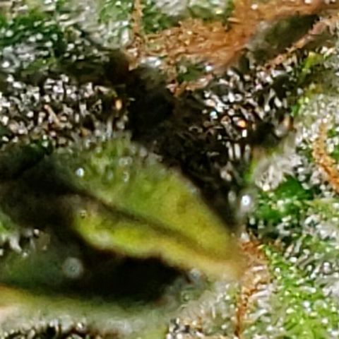 King Tut #3 Fem growlog timeline photo