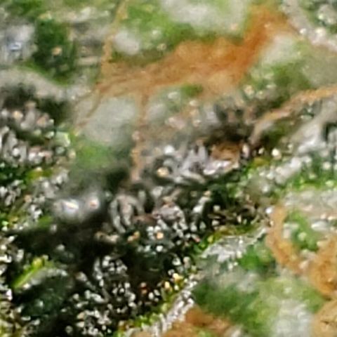 King Tut #3 Fem growlog timeline photo