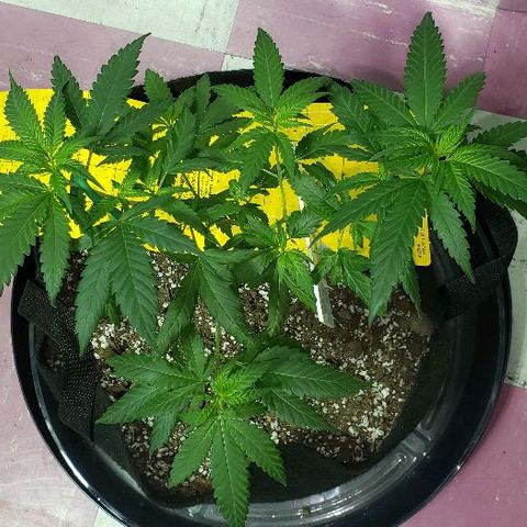 Triple Cheese #1(Fem) growlog timeline photo