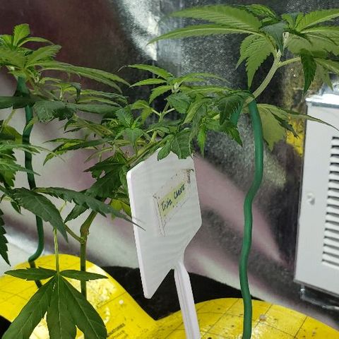 Triple Cheese #1(Fem) growlog timeline photo