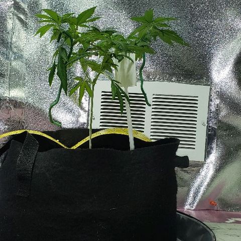 Triple Cheese #1(Fem) growlog timeline photo