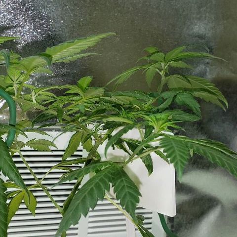 Triple Cheese #1(Fem) growlog timeline photo