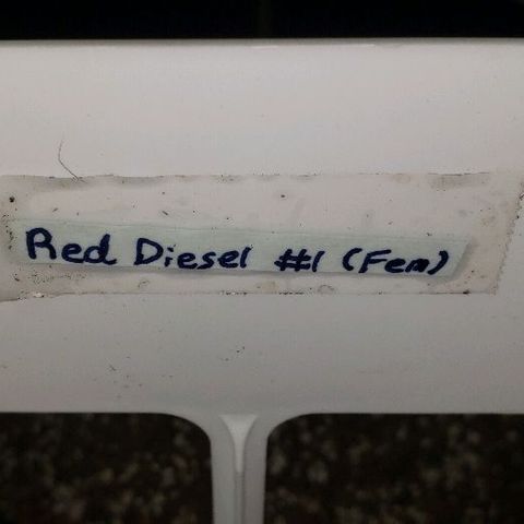 Red Diesel #1 (Fem) growlog timeline photo