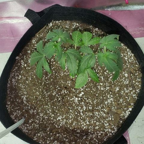 Red Diesel #1 (Fem) growlog timeline photo