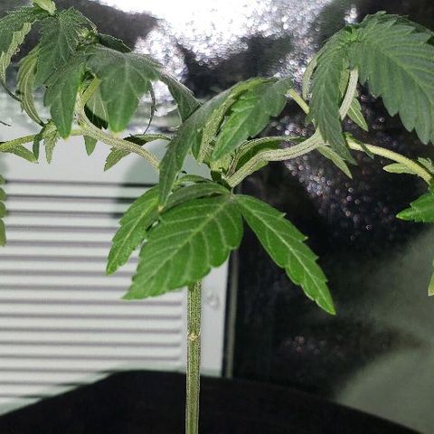 Red Diesel #1 (Fem) growlog timeline photo