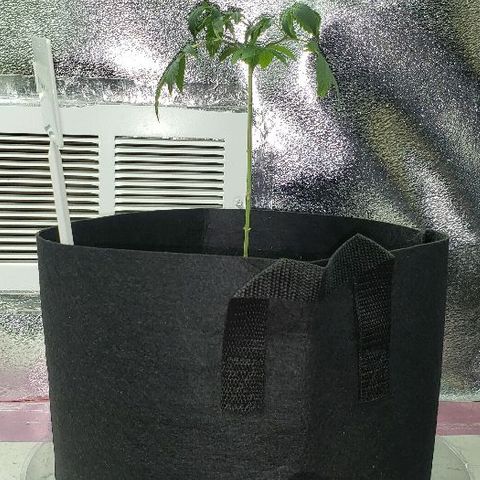 Red Diesel #1 (Fem) growlog timeline photo