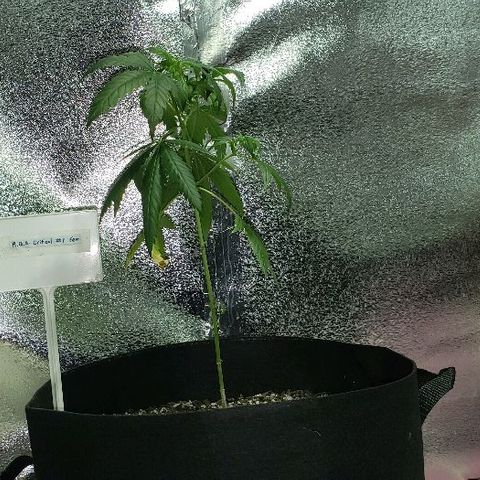 R.Q.S. Critical #1 (Fem) growlog photo