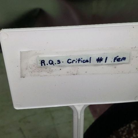 R.Q.S. Critical #1 (Fem) growlog photo