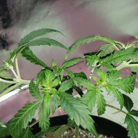R.Q.S. Critical #1 (Fem) growlog photo