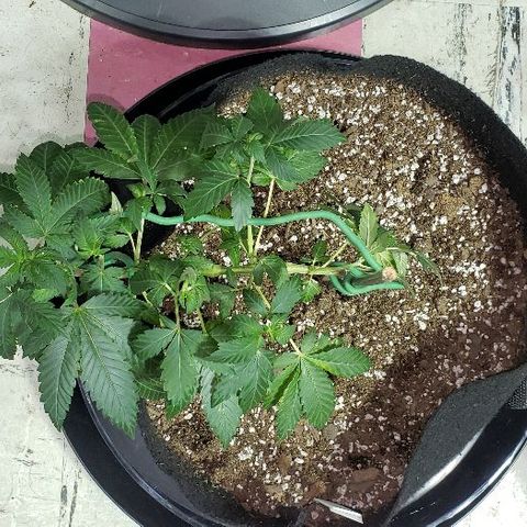 OG Kush #1 (Fem) growlog timeline photo