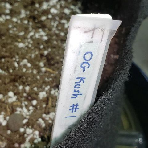 OG Kush #1 (Fem) growlog timeline photo