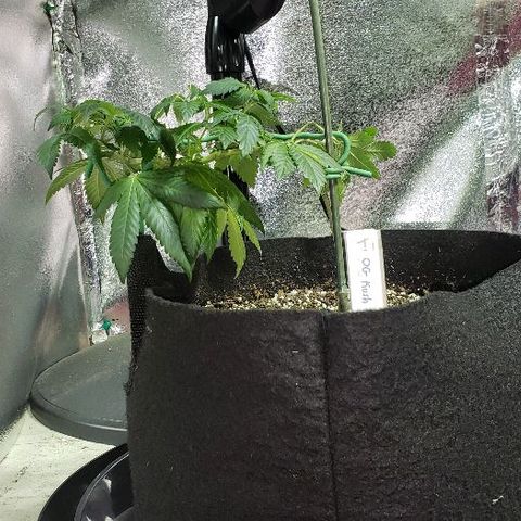 OG Kush #1 (Fem) growlog timeline photo