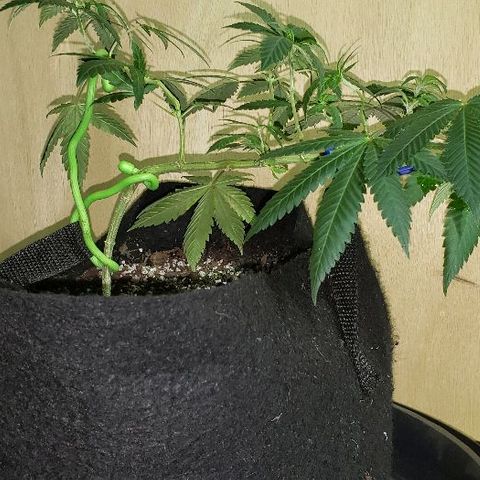 King Tut #5 (Fem)(momma) growlog timeline photo