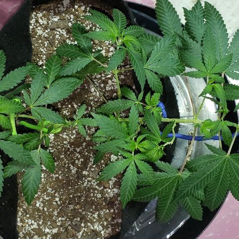 King Tut #5 (Fem)(momma) growlog timeline photo