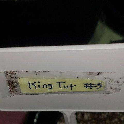 King Tut #5 (Fem)(momma) growlog timeline photo