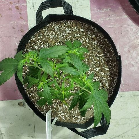R.Q.S. Critical #1 (Fem) growlog timeline photo