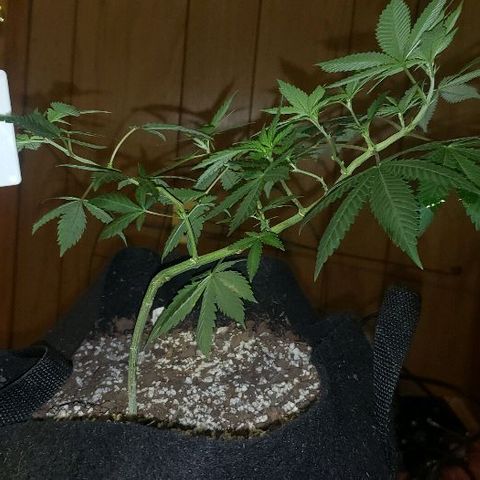 King Tut #5 (Fem)(momma) growlog timeline photo