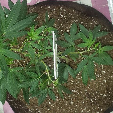 King Tut #5 (Fem)(momma) growlog timeline photo