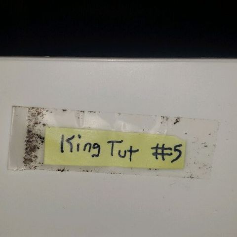King Tut #5 (Fem)(momma) growlog timeline photo