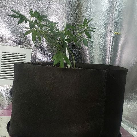 King Tut #5 (Fem)(momma) growlog timeline photo