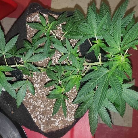 King Tut #5 (Fem)(momma) growlog timeline photo