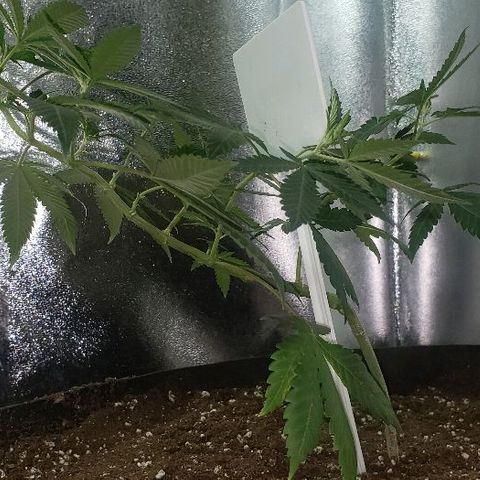 King Tut #5 (Fem)(momma) growlog timeline photo