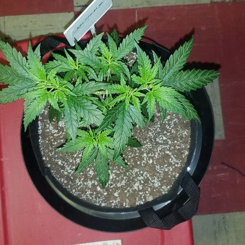 R.Q.S. Critical #1 (Fem) growlog timeline photo