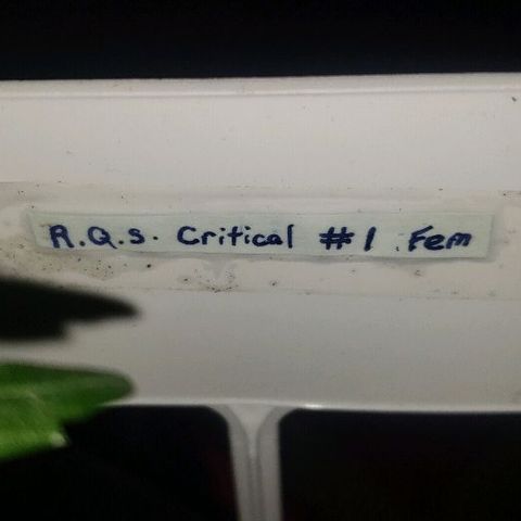 R.Q.S. Critical #1 (Fem) growlog timeline photo