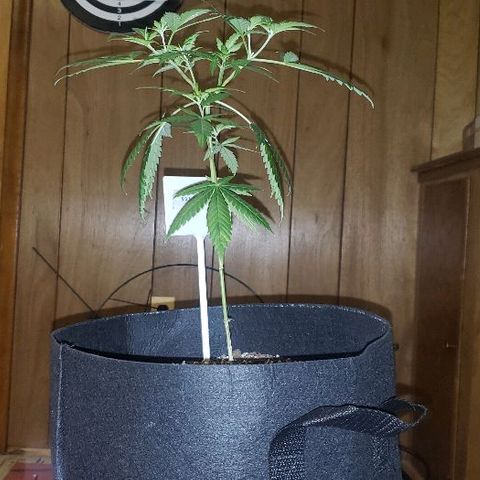R.Q.S. Critical #1 (Fem) growlog timeline photo