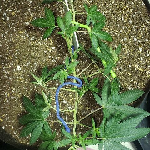 R.Q.S. Critical #1 (Fem) growlog timeline photo