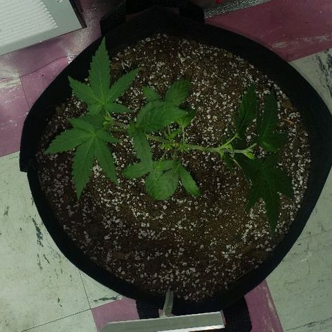 Red Diesel #1 (Fem) growlog timeline photo