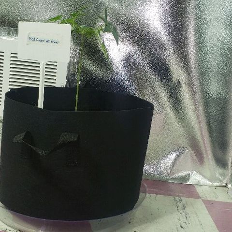 Red Diesel #1 (Fem) growlog timeline photo