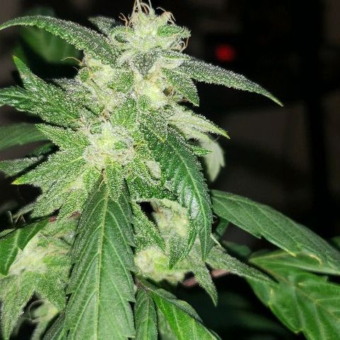 Smurf Punch F1 #3 (Female)  growlog timeline photo