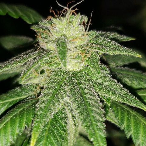 Smurf Punch F1 #3 (Female)  growlog timeline photo