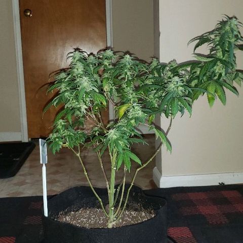Smurf Punch F1 #3 (Female)  growlog timeline photo