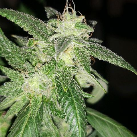 Smurf Punch F1 #3 (Female)  growlog timeline photo