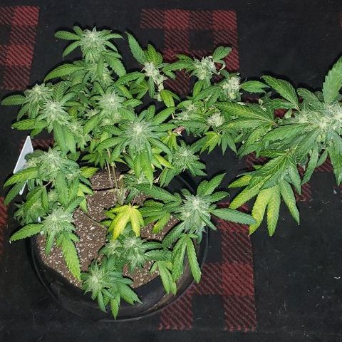 Smurf Punch F1 #3 (Female)  growlog timeline photo
