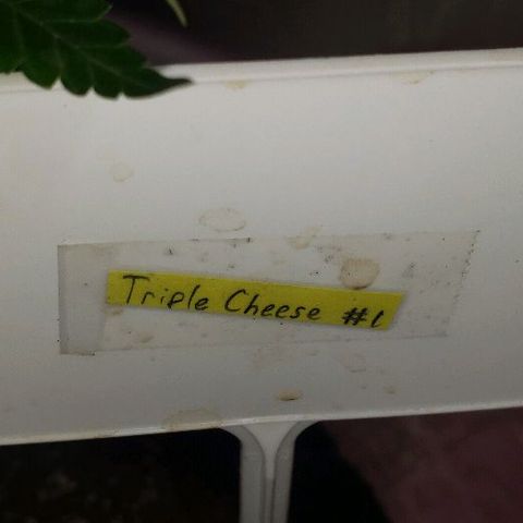Triple Cheese #1(Fem) growlog timeline photo