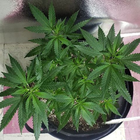 Triple Cheese #1(Fem) growlog timeline photo