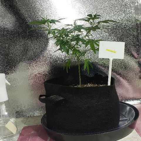Triple Cheese #1(Fem) growlog timeline photo