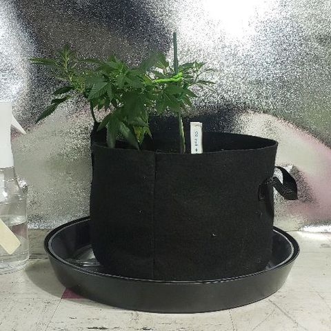 OG Kush #1 (Fem) growlog timeline photo