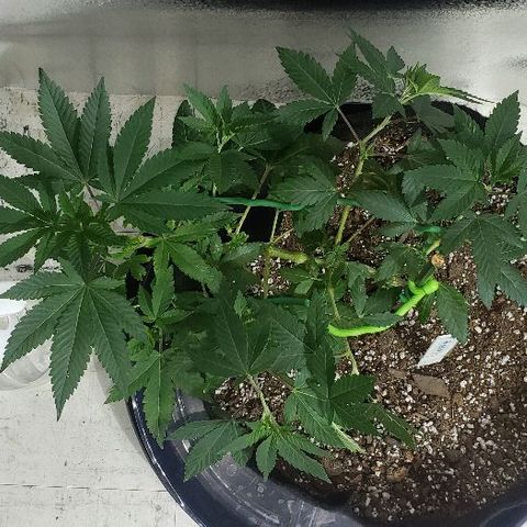 OG Kush #1 (Fem) growlog timeline photo