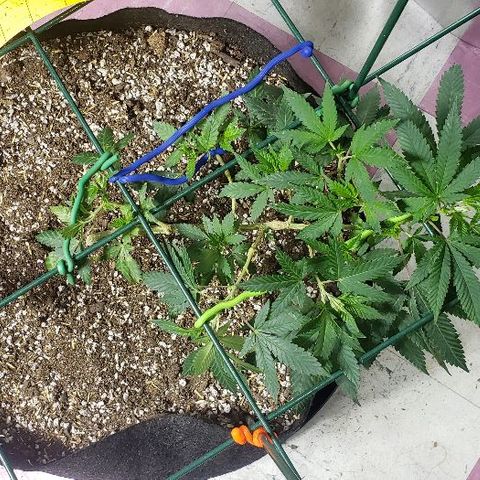 King Tut #5 (Fem)(momma) growlog timeline photo