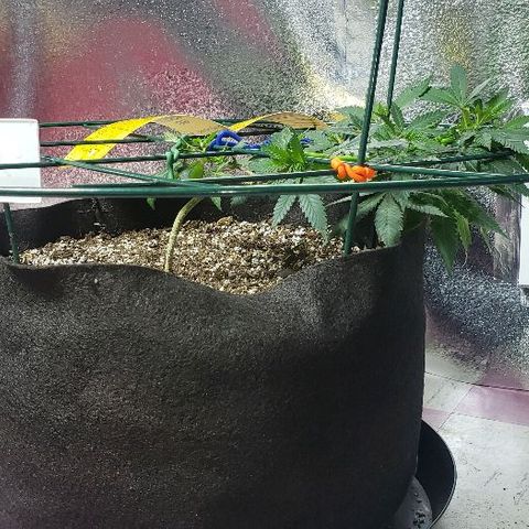 King Tut #5 (Fem)(momma) growlog timeline photo