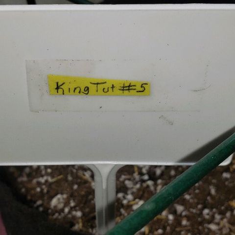 King Tut #5 (Fem)(momma) growlog timeline photo