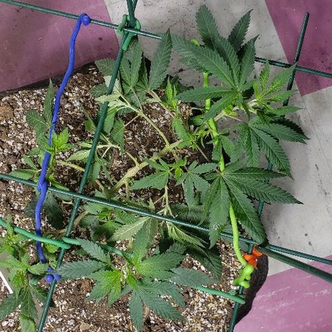 King Tut #5 (Fem)(momma) growlog timeline photo